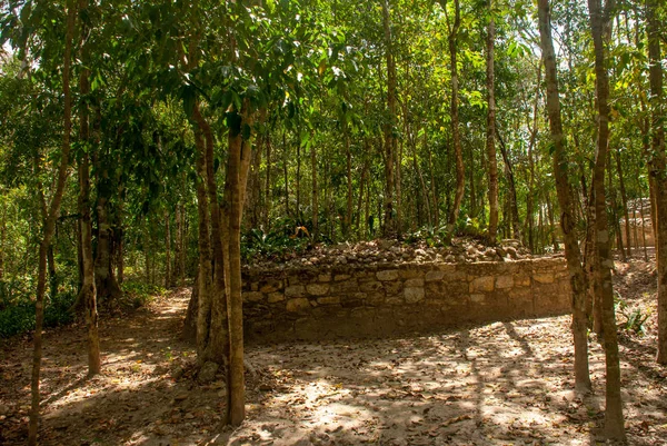 Coba, Meksika. Antik Maya şehir Meksika. Coba bir arkeolojik alan ve Yucatan Yarımadası'nın ünlü bir dönüm noktası olduğunu. Orman Meksika pyramids çevresinde.