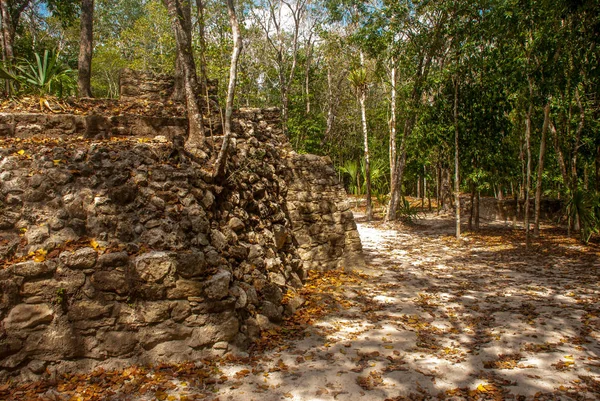 Coba, Meksika. Antik Maya şehir Meksika. Coba bir arkeolojik alan ve Yucatan Yarımadası'nın ünlü bir dönüm noktası olduğunu. Orman Meksika pyramids çevresinde.