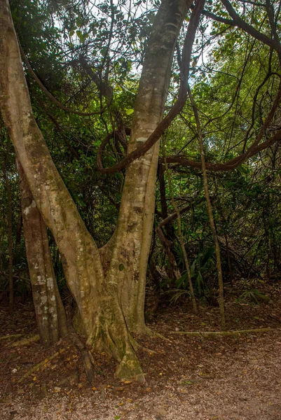 Trilha Selva Delimitada Por Árvores Levando Famosa Pirâmide Cobe México — Fotografia de Stock