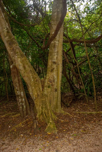 Trilha Selva Delimitada Por Árvores Levando Famosa Pirâmide Cobe México — Fotografia de Stock