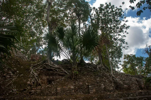 Ormanlarda Maya Piramit Kalıntıları Coba Meksika Yucatan Coba Bir Arkeolojik — Stok fotoğraf