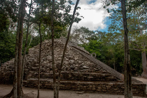 Ormanlarda, Maya piramit kalıntıları. Coba. Meksika Yucatan. Coba bir arkeolojik alan ve Yucatan Yarımadası'nın ünlü bir dönüm noktası olduğunu.