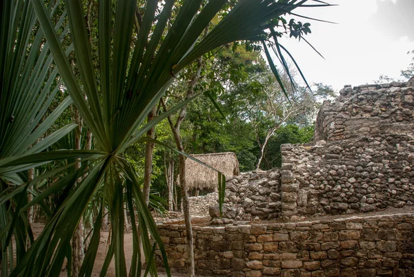 ジャングルでマヤのピラミッドの遺跡 メキシコ ユカタン半島 コバは考古学的なエリアやユカタン半島の有名なランドマーク — ストック写真