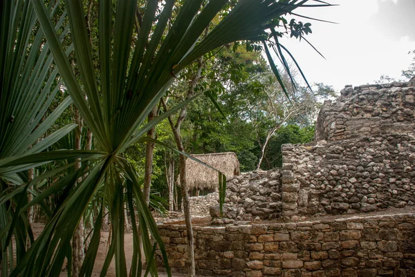 Ruinas Pirámide Maya Las Selvas Coba México Yucatán Coba Área — Foto de Stock