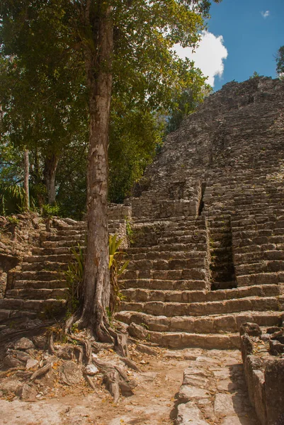 One Impressive Stone Pyramids Coba Ruins Ancient Mayan City Yucatan — Stock Photo, Image