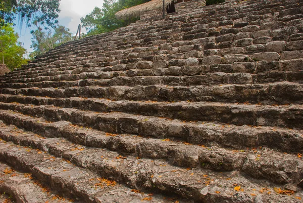 Coba, Meksika, Yucatan: Piramit adımları. Arkeoloji kompleksi, kalıntıları ve Antik Maya şehir piramitleri.