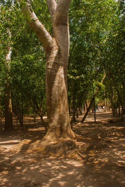 ジャングル トレイルの木 Cobe の有名なピラミッドに隣接しています メキシコ ユカタン — ストック写真
