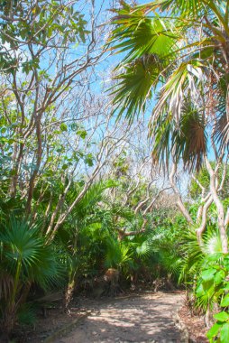 Tulum, Meksika, Yucatan: Palmiye ağaçları ile güzel manzara. Parkta güneşli bir gün, yolda ağaçların gölgeleri.
