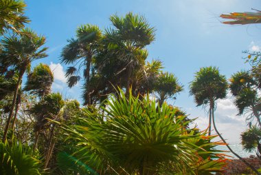 Tulum, Meksika, Yucatan: Palmiye ağaçları ve Karayip denizi ile güzel manzara.