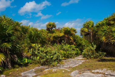 Güzel tropikal manzara ile kaktüsler ve palmiye ağaçları. Tulum, Meksika, Yucatan, Riviera Maya.