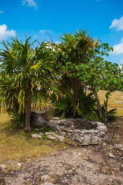 Kalıntıları ve arkeolojik alan palmiye ağaçlarında. Tulum, Meksika, Yucatan, Riviera Maya.