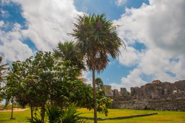 Kalıntıları ve arkeolojik alan palmiye ağaçlarında. Tulum, Meksika, Yucatan, Riviera Maya.