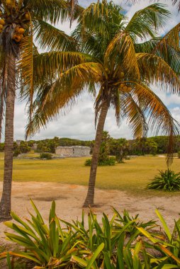 Kalıntıları ve arkeolojik alan palmiye ağaçlarında. Tulum, Meksika, Yucatan, Riviera Maya.