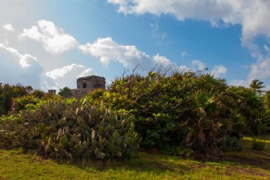 Kaktüsler ve arkeolojik karmaşık bir tulum Antik Maya şehir kalıntıları. Riviera Maya, Yucatan, Meksika.