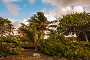 Hindistan cevizi avuç içi mavi gökyüzü ve beyaz bulutlar karşı. Tulum, Riviera Maya, Yucatan, Meksika