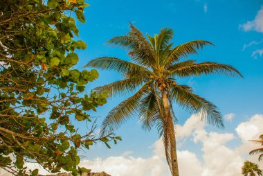 Hindistan cevizi avuç içi mavi gökyüzü ve beyaz bulutlar karşı. Tulum, Riviera Maya, Yucatan, Meksika