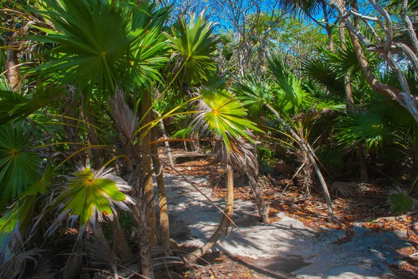 Tulum Mexique Yucatan Beau Paysage Avec Des Palmiers Journée Ensoleillée — Photo