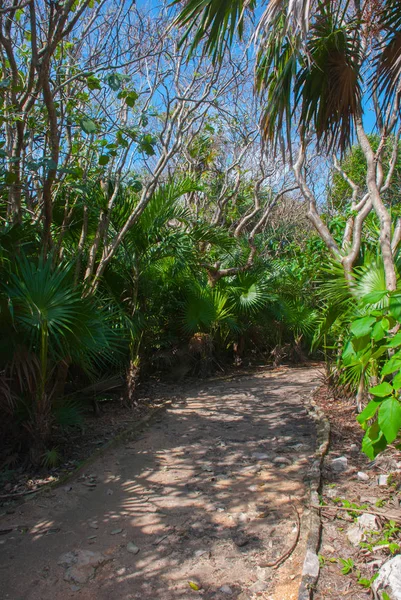 Tulum Mexiko Yucatan Krásná Krajina Palmami Slunečný Den Parku Stíny — Stock fotografie