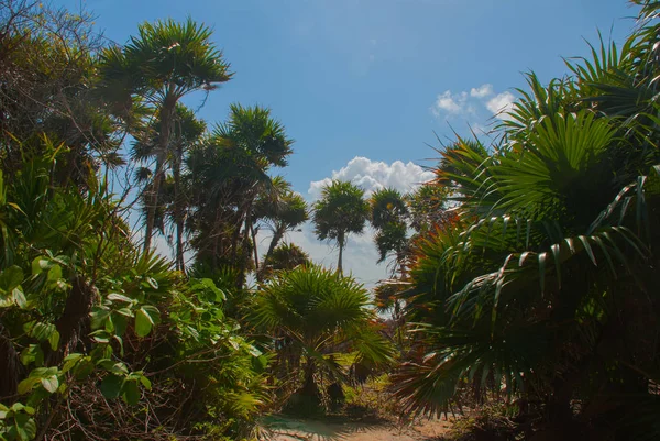 Tulum Mexique Yucatan Beau Paysage Avec Des Palmiers — Photo