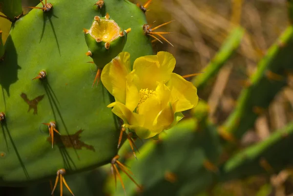 Green Cactus Yellow Flower Close Nature Tulum Mexico Yucatan — Stock Photo, Image