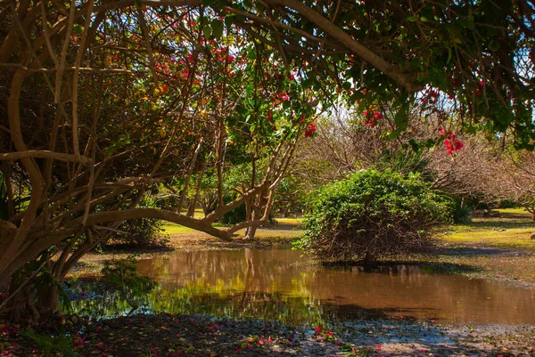 Beau Paysage Mexique Étang Arbres Aux Fleurs Rouges Tulum Riviera — Photo