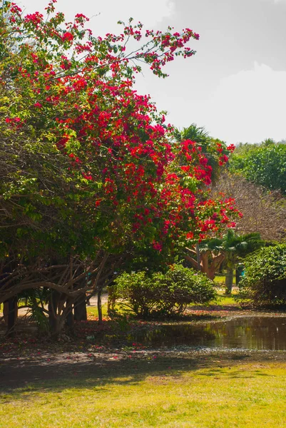 Mooi Landschap Mexico Vijver Bomen Met Rode Bloemen Tulum Riviera — Stockfoto