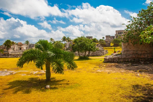 Ruins Palm Trees Archaeological Area Tulum Mexico Yucatan Riviera Maya — Stock Photo, Image