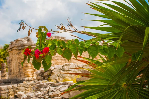 Tulum Riviera Maya Yucatán México Flores Rojas Ruinas Antigua Ciudad — Foto de Stock