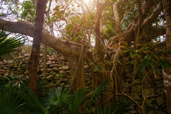 Los Árboles Las Paredes Las Ruinas Tulum Riviera Maya Yucatán — Foto de Stock