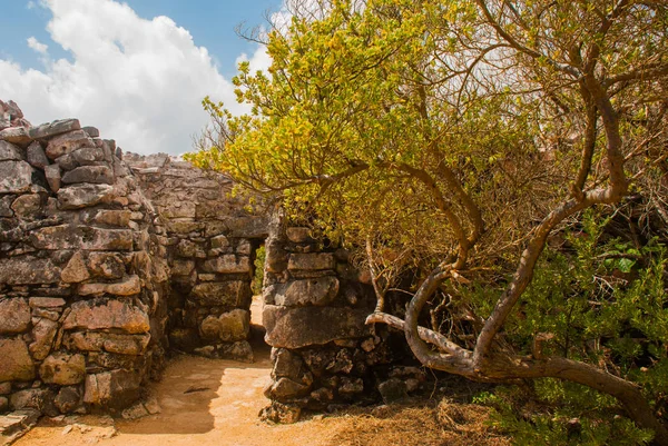 海滨玛雅 尤卡坦半岛 墨西哥 寺庙的入口 被毁坏的古玛雅城市废墟 — 图库照片