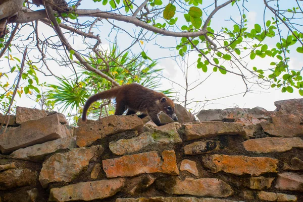 Vida Selvagem Tulum Animal Parede Ruína Tulum Riviera Maya Yucatan — Fotografia de Stock