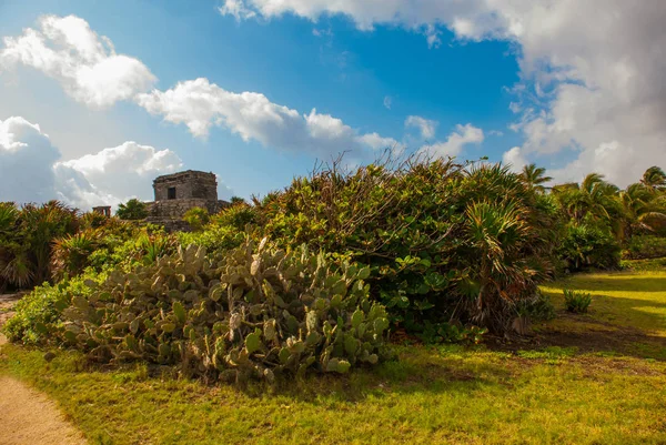 仙人掌和古玛雅城市遗址在坎昆考古建筑群 海滨玛雅 尤卡坦半岛 墨西哥 — 图库照片