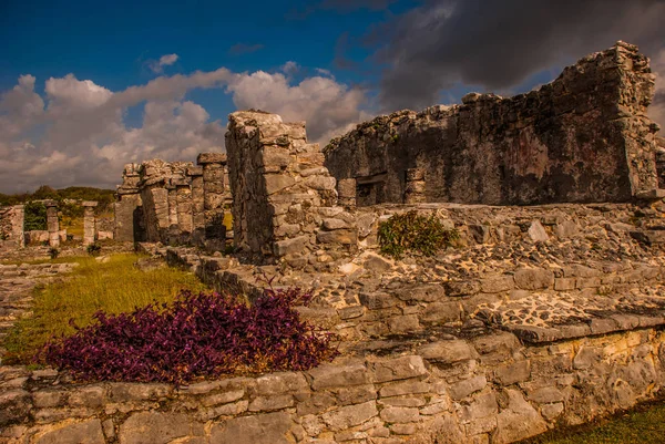 Maya Harabelerini Tulum Meksika Için Kalıntılar Üzerinde Uzun Boylu Karayip — Stok fotoğraf