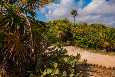 Güzel tropikal manzara ile kaktüsler ve palmiye ağaçları. Tulum, Meksika, Yucatan, Riviera Maya.
