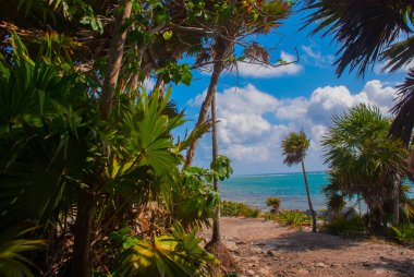 Palmiye ağaçlarının Karayip Denizi ve kalıntıları ile güzel manzara. Tulum, Meksika, Yucatan.