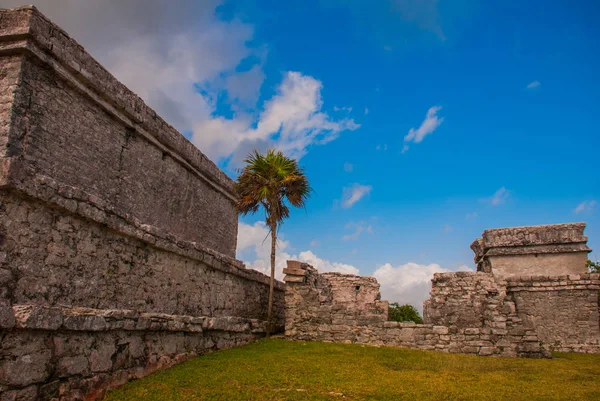 Mayan ruins restored in Tulum, Mexico, Riviera Maya, Yucatan. Ancient buildings from the maya empire hundreds years ago.