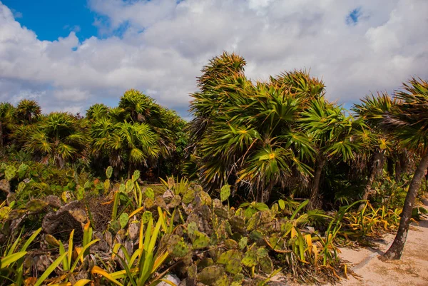 Beau Paysage Tropical Avec Cactus Palmiers Tulum Mexique Yucatan Riviera — Photo