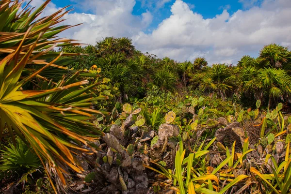 Beau Paysage Tropical Avec Cactus Palmiers Tulum Mexique Yucatan Riviera — Photo