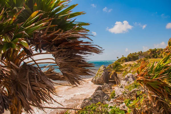 Tulum, Meksika 'nın Riviera Maya Havacılık Manzarası' ndaki Karayip Denizi 'ne bakan kalıntıları. Tulum plajı Quintana Roo Mexico - İHA atışı. Beyaz kumsal ve Tulum kalıntıları.