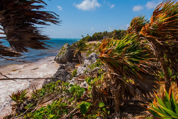 Tulum, Meksika 'nın Riviera Maya Havacılık Manzarası' ndaki Karayip Denizi 'ne bakan kalıntıları. Tulum plajı Quintana Roo Mexico - İHA atışı. Beyaz kumsal ve Tulum kalıntıları.