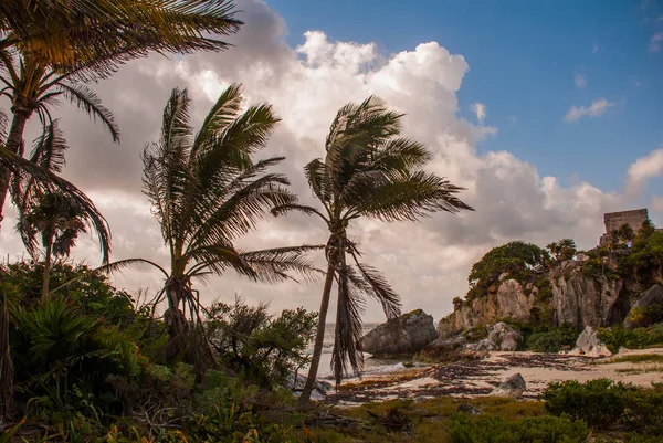 墨西哥风景在多云的天气在海边 风中的椰子树 Tulum Riviera Maya Yucatan Mexico — 图库照片