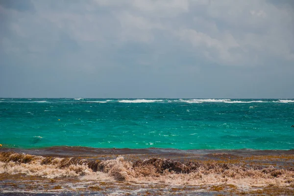 Muchas Algas Escombros Barro Playa Terrible Playa Después Las Lluvias —  Fotos de Stock
