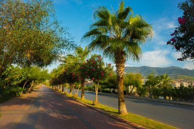 Turist alan. Yolun palmiye ağaçları ile plaj önünde. Alanya Yarımadası, Antalya bölgesinde, Türkiye, Asya