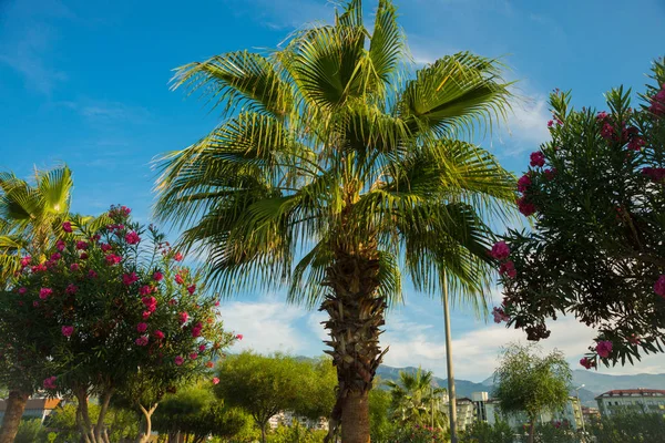 Área Turística Bela Palmeira Arbustos Flores Fundo Céu Azul Península — Fotografia de Stock