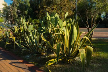 Alanya Yarımadası, Antalya bölgesinde, Türkiye, Asya: güzel kaktüsler, palmiye ağaçları ve turizm alanında çalı