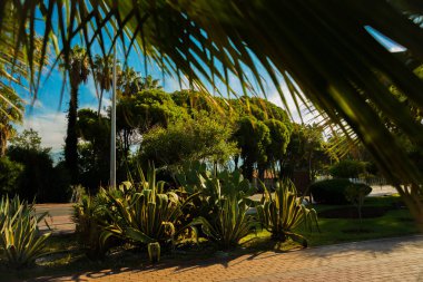 Alanya Yarımadası, Antalya bölgesinde, Türkiye, Asya: güzel kaktüsler, palmiye ağaçları ve turizm alanında çalı