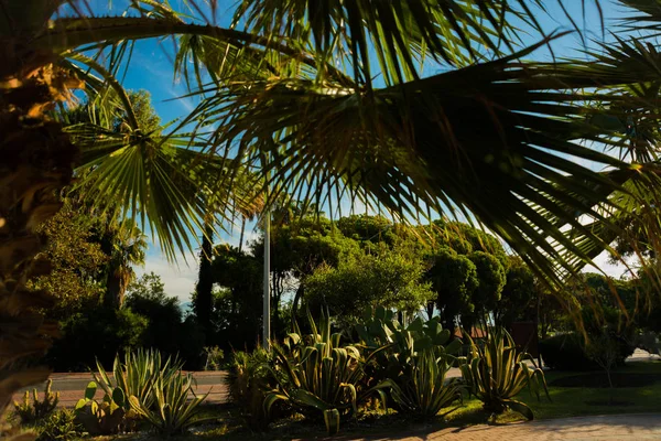 Alanya Peninsula Antalya District Turkey Asia Beautiful Cacti Palm Trees — Stock Photo, Image