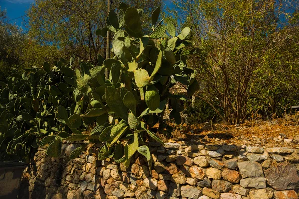 Alanya Halvön Antalya District Turkiet Asien Kaktusen Växer Från Stenmur — Stockfoto