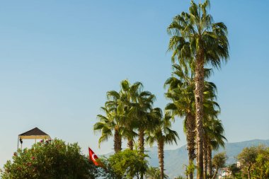 Tropik cenneti. Palmiye ağaçları ile plaj önünde alanda. Alanya Yarımadası, Antalya bölgesinde, Türkiye, Asya