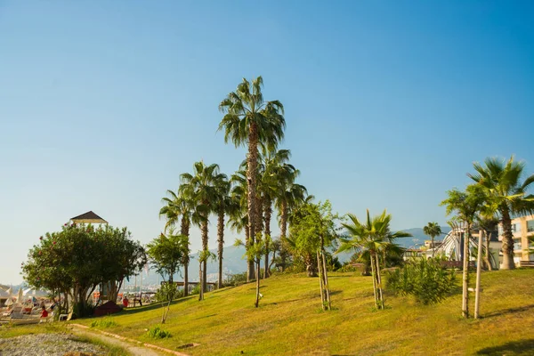 Paradiso Tropicale Area Fronte Alla Spiaggia Con Palme Penisola Alanya — Foto Stock